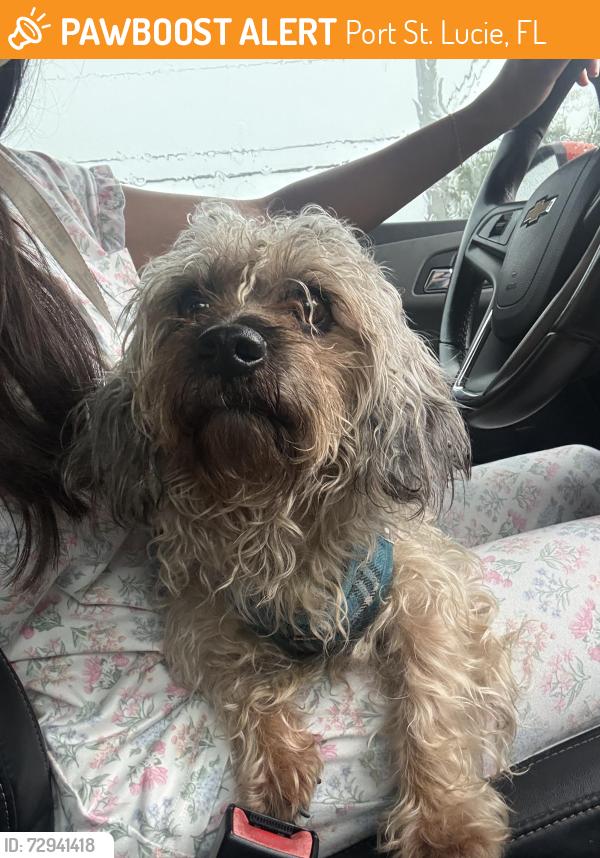 Found/Stray Male Dog last seen Floresta and PSL Blvd, Port St. Lucie, FL 34983