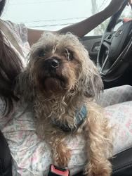 Found/Stray Male Dog last seen Floresta and PSL Blvd, Port St. Lucie, FL 34983