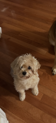 Lost Female Dog last seen Waterview dr , Pilesgrove, NJ 08098
