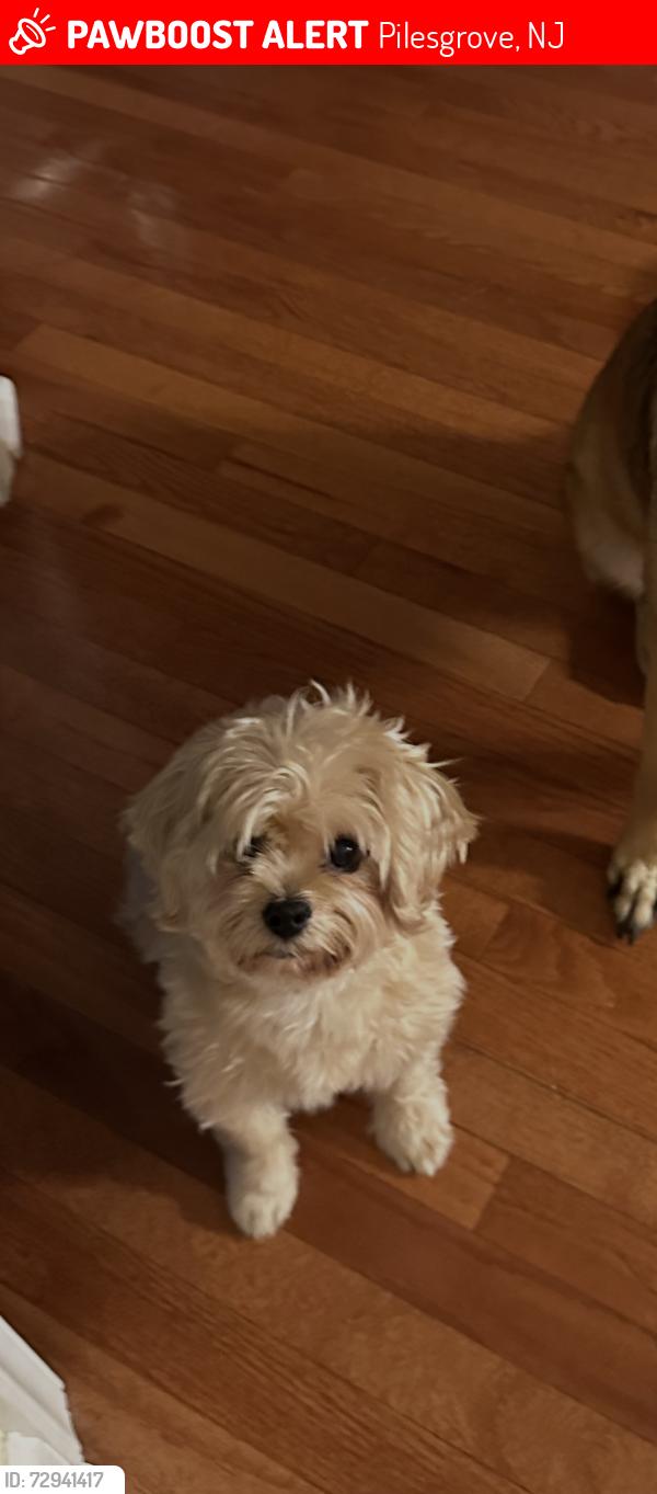 Lost Female Dog last seen Waterview dr , Pilesgrove, NJ 08098