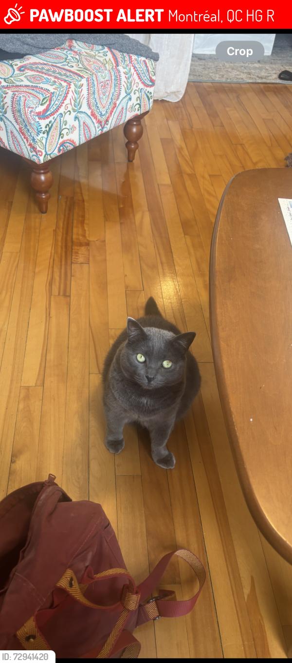 Lost Male Cat last seen Alley between Gertrude and Evelyn , Montréal, QC H4G 1R6