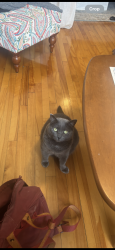 Lost Male Cat last seen Alley between Gertrude and Evelyn , Montréal, QC H4G 1R6