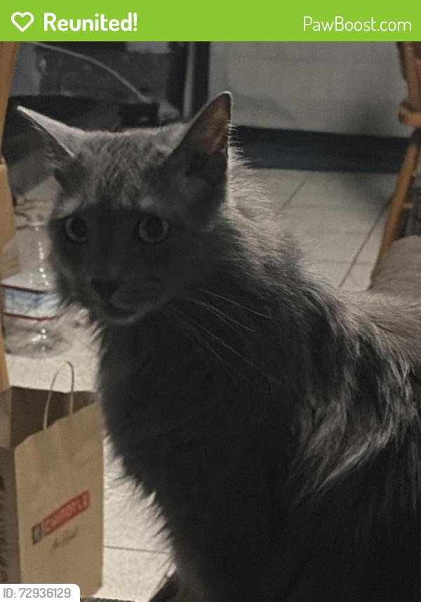 Reunited Female Cat last seen Morningside, Pasadena, CA 91107