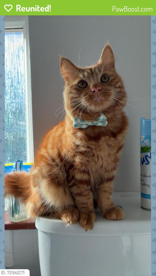 Reunited Male Cat last seen Carleton road, West Sussex, England PO19