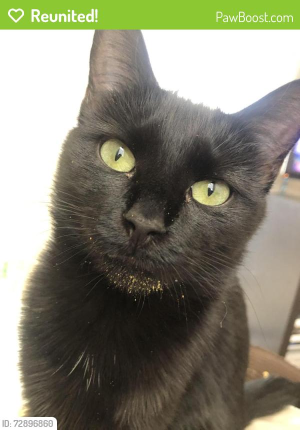 Reunited Female Cat last seen Near E Marco Polo Rd. , Phoenix, AZ 85050