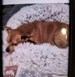 Lost Male Dog last seen Clark and Trent area, Cleveland, OH 44109