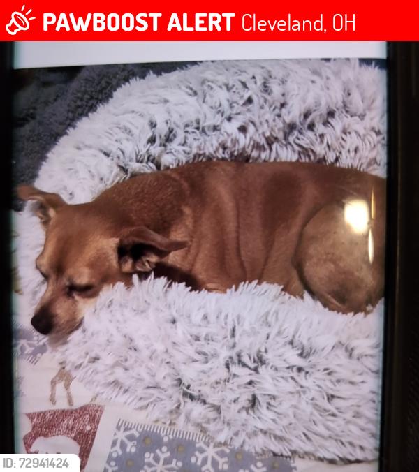 Lost Male Dog last seen Clark and Trent area, Cleveland, OH 44109