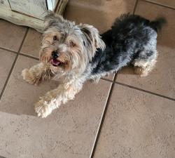 Reunited Male Dog last seen Near Wickford Dr, North Las Vegas, NV 89032