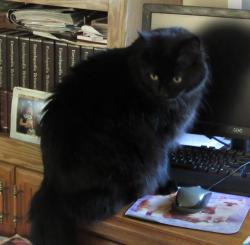 Lost Male Cat last seen Cross Streets to N Clinton Ave. are 18th and Pearl Streets in Clintonville, WI, Clintonville, WI 54929