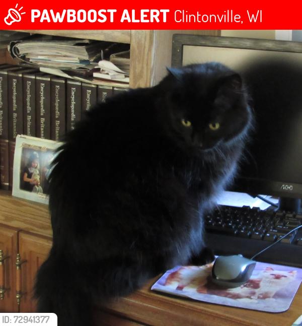 Lost Male Cat last seen Cross Streets to N Clinton Ave. are 18th and Pearl Streets in Clintonville, WI, Clintonville, WI 54929