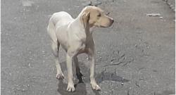 Lost Female Dog last seen Praça do Carmo, santo André centro, Centro, SP 09015-200