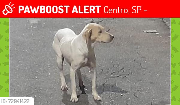 Lost Female Dog last seen Praça do Carmo, santo André centro, Centro, SP 09015-200