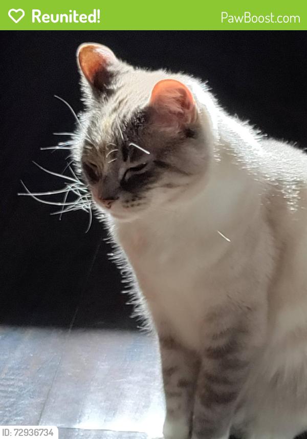 Reunited Female Cat last seen SW Randstad St , Scappoose, OR 97056