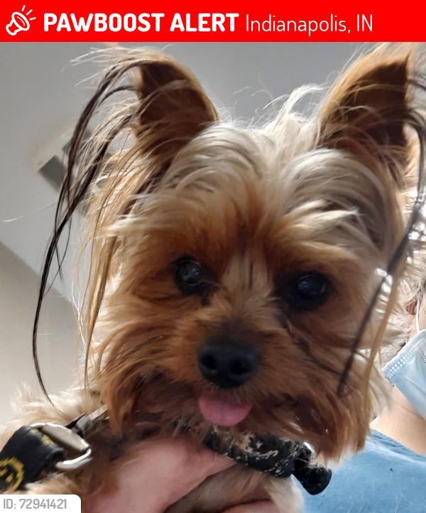 Lost Female Dog last seen On Ferguson rd. Between Southeastern and Hanna, Indianapolis, IN 46239