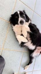 Reunited Female Dog last seen Tamp, florida 33612, Tampa, FL 33612
