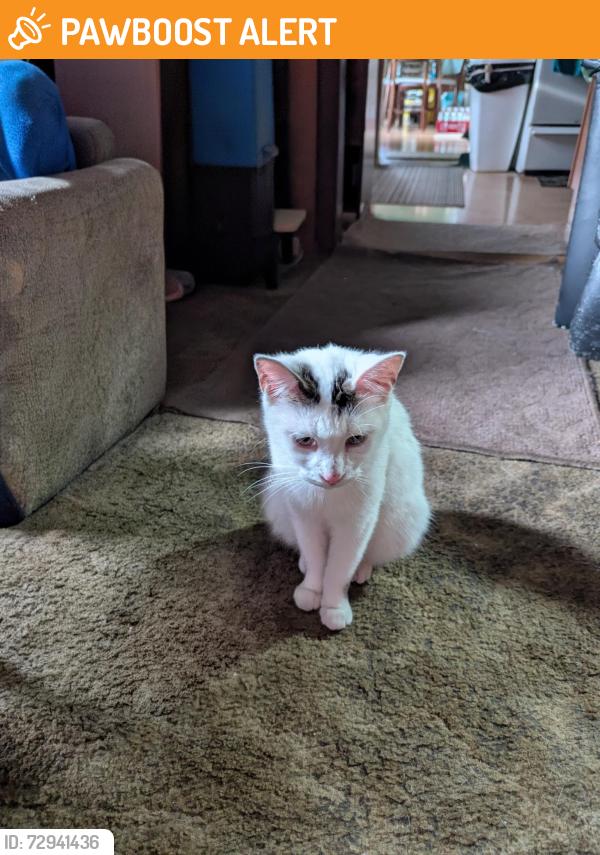 Found/Stray Female Cat last seen holt and cohasset, Emmett Township, MI 49014