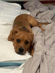 Reunited Male Dog last seen Kirkley and Fitzgerald, Annapolis, MD 21401