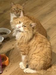 Lost Male Cat last seen Albert park, Greater Manchester, England M7 2FB