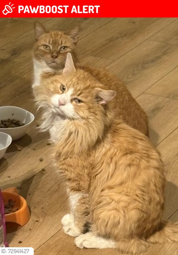 Lost Male Cat last seen Albert park, Greater Manchester, England M7 2FB
