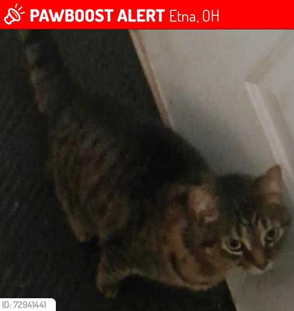 Lost Female Cat last seen The Arbors of Turnberry s, Etna, OH 43147