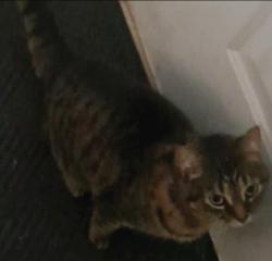 Lost Female Cat last seen The Arbors of Turnberry s, Etna, OH 43147