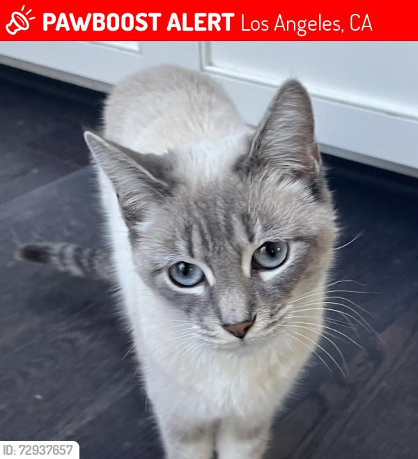 Lost Female Cat last seen Glenalbyn Dr and Mt Washington Dr, Los Angeles, CA 90065