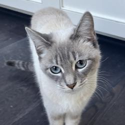 Lost Female Cat last seen Glenalbyn Dr and Mt Washington Dr, Los Angeles, CA 90065