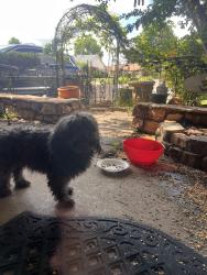Reunited Female Dog last seen Eden Drive and Mackleman , Oklahoma City, OK 73135
