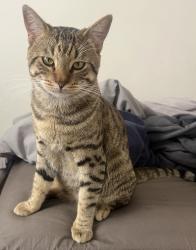 Reunited Male Cat last seen Near Truro Ave, Hawthorne, CA 90250, USA, Hawthorne, CA 90250