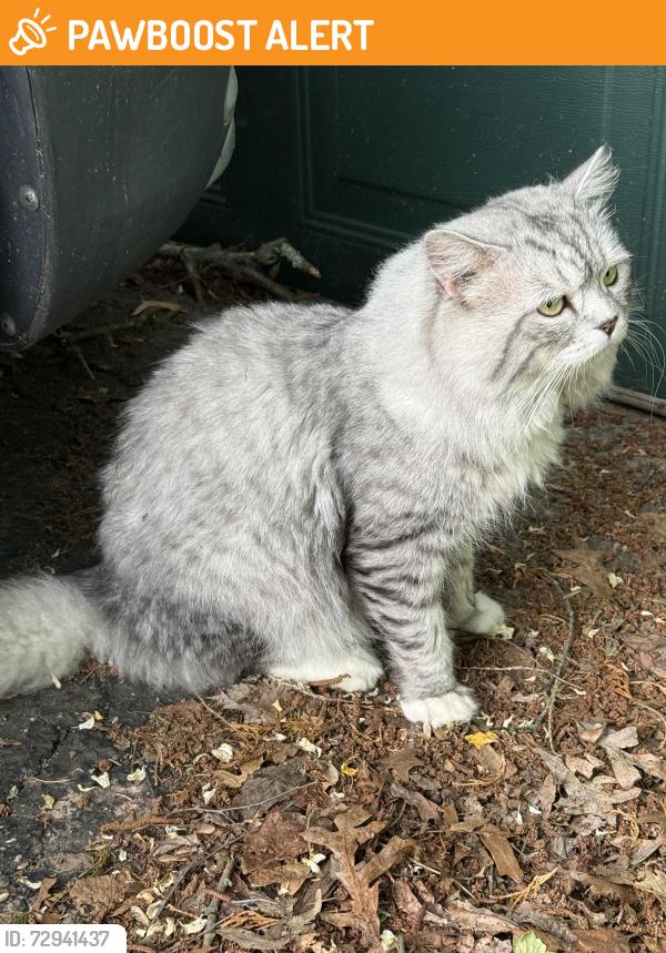 Found/Stray Unknown Cat last seen Melville Rd and Armell St, Huntington Station, NY 11746