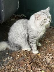 Found/Stray Unknown Cat last seen Melville Rd and Armell St, Huntington Station, NY 11746