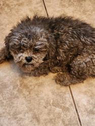 Reunited Male Dog last seen Washington & mojave , Las Vegas, NV 89101