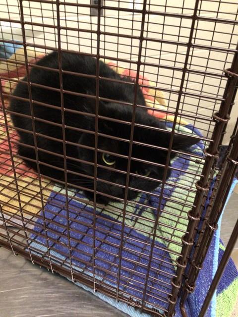 Shelter Stray Female Cat last seen Near BLOCK SIEGEL CT, Brighton, CO 80601