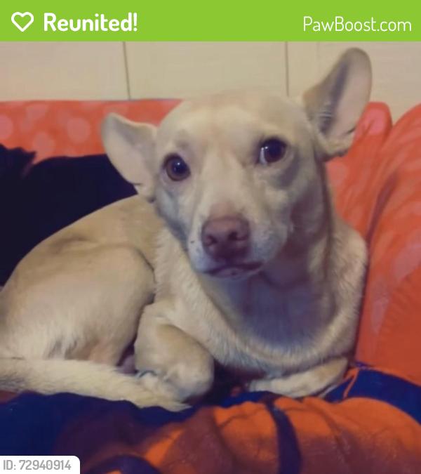 Reunited Male Dog last seen Near Loma Grande Dr, San Antonio, TX 78233, USA, San Antonio, TX 78233