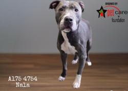 Shelter Stray Female Dog last seen , Los Angeles, CA 90047