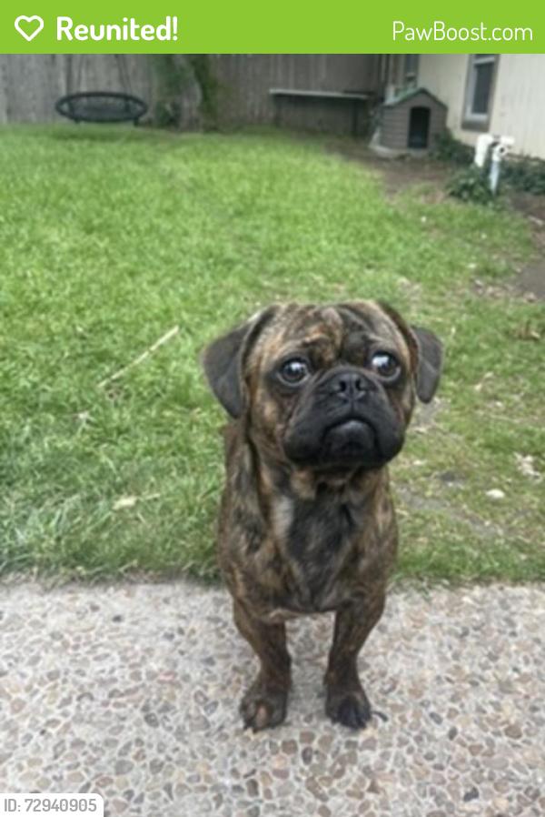 Reunited Male Dog last seen Near Loma Grande Dr, San Antonio, TX 78233, USA, San Antonio, TX 78233