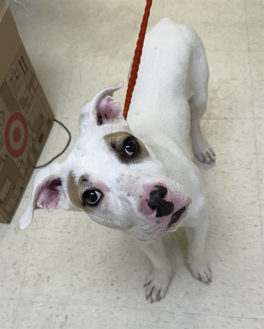 Shelter Stray Male Dog last seen LEE/DIXIE DR,63074, Olivette, MO 63132