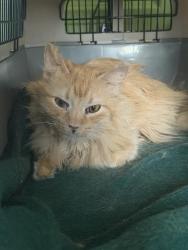 Shelter Stray Female Cat last seen Near BLOCK W 3500 S, WEST VALLEY CITY UT 84120, Salt Lake City, UT 84120