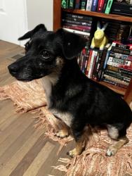 Found/Stray Male Dog last seen culvers parking lot, Greenville, SC 29607