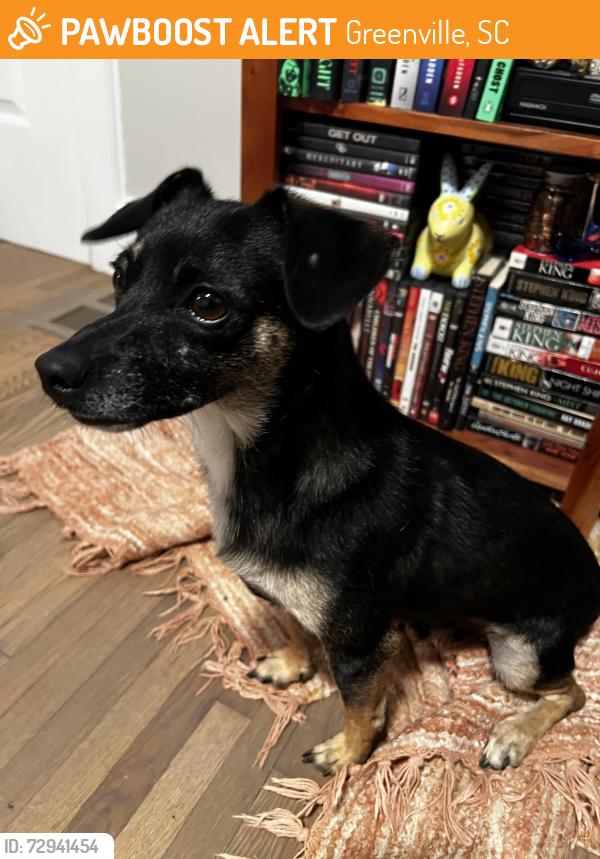 Found/Stray Male Dog last seen culvers parking lot, Greenville, SC 29607