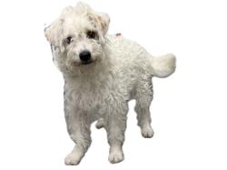 Shelter Stray Female Dog last seen , Los Angeles, CA 90031