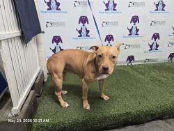 Shelter Stray Female Dog last seen , Orlando, FL 32839
