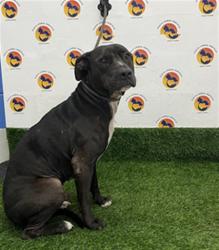 Shelter Stray Male Dog last seen Near BLOCK US-19 N, Land O' Lakes, FL 34638