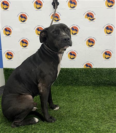 Shelter Stray Male Dog last seen Near BLOCK US-19 N, Land O' Lakes, FL 34638