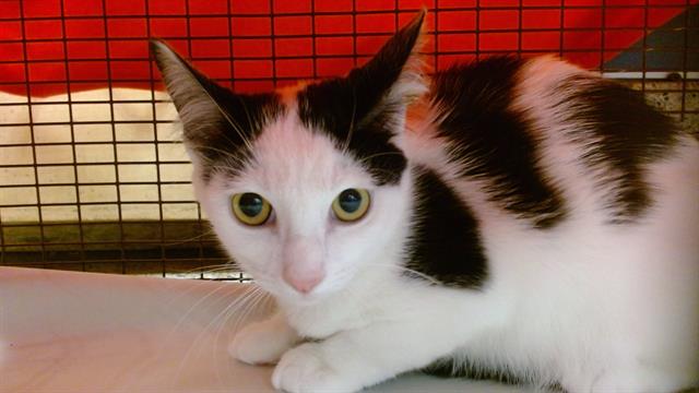 Shelter Stray Female Cat last seen Near BLOCK W 1 AVE, Doral, FL 33122