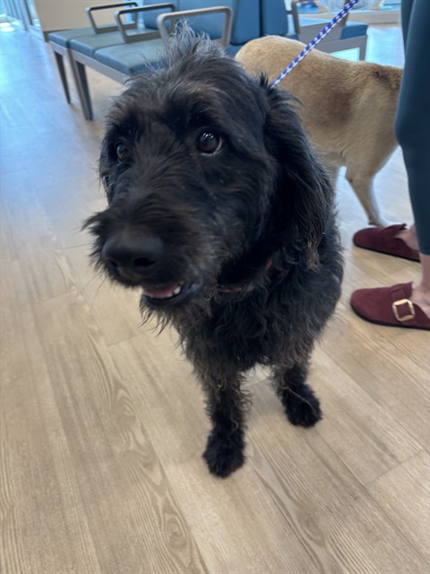 Shelter Stray Female Dog last seen HUGHES RANCH RD, Pearland, TX 77581
