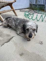 Reunited Male Dog last seen Scott & Leffingwell, Whittier, CA 90604