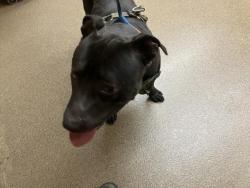 Shelter Stray Male Dog last seen Near BLOCK W MURDOCK AVE, WICHITA KS 67212, Wichita, KS 67219