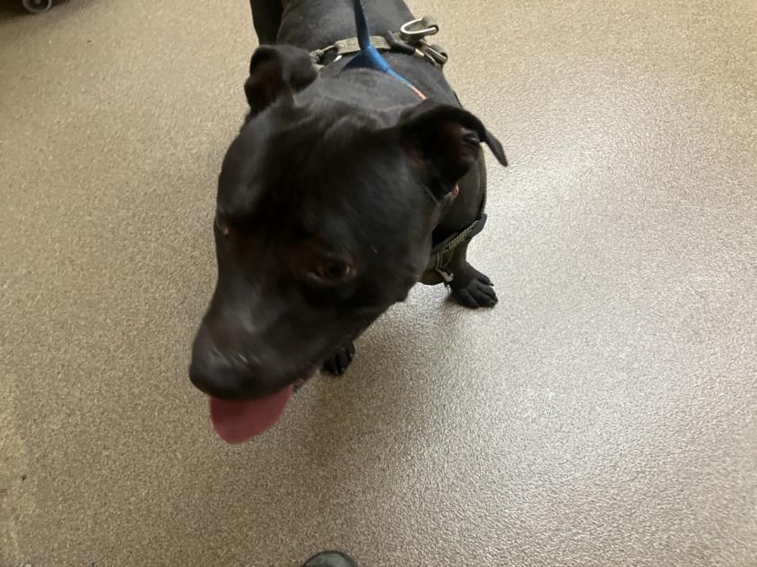 Shelter Stray Male Dog last seen Near BLOCK W MURDOCK AVE, WICHITA KS 67212, Wichita, KS 67219