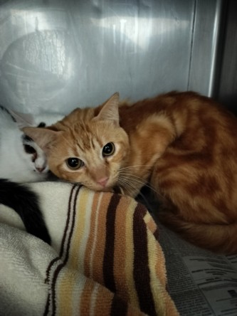 Shelter Stray Male Cat last seen , Chatsworth, CA 91311